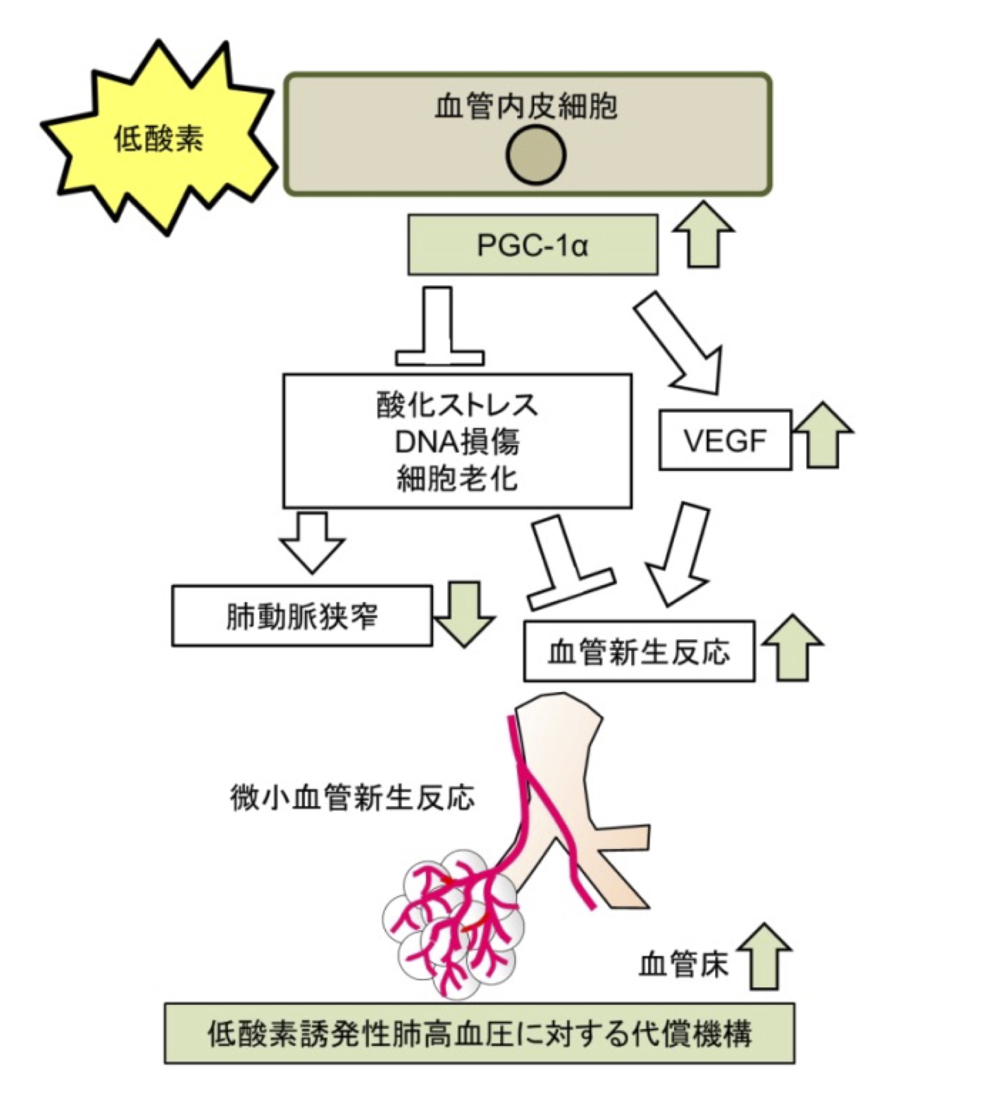肺高血圧症における血管新生の仕組みと新規治療薬への期待 - 高津駅前
